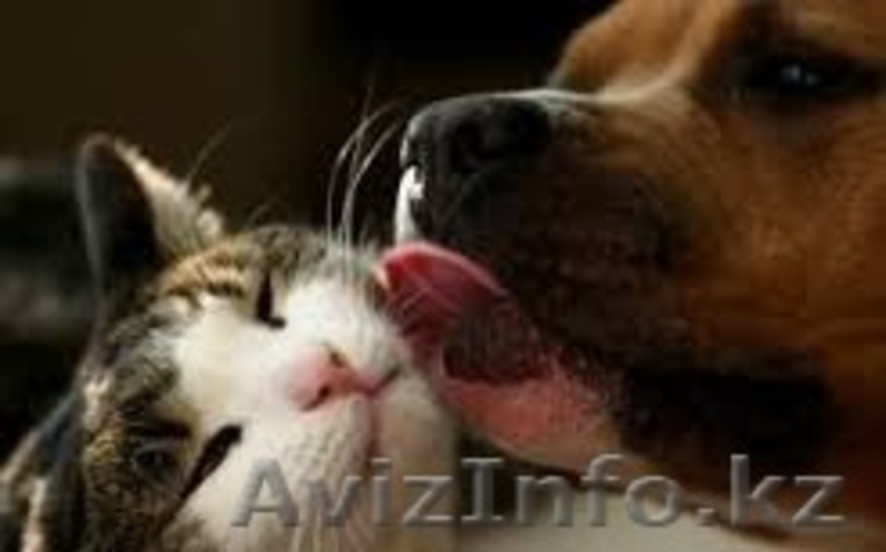 Сказка  и  Мурзик  от МБфондаЗЖ - Изображение #3, Объявление #1015584