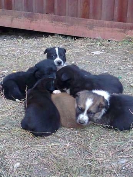 Умные и Надёжные - в ДОБРЫЕ руки (МБфондЗЖ "Переведи Взгляд")  - Изображение #5, Объявление #1507617