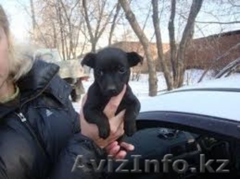 Умные и Надёжные - в ДОБРЫЕ руки (МБфондЗЖ "Переведи Взгляд")  - Изображение #6, Объявление #1507617