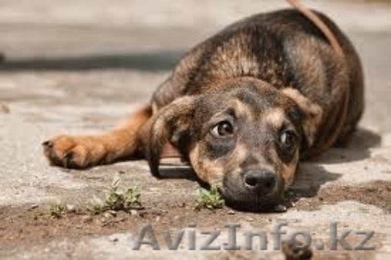 Умные и Надёжные - в ДОБРЫЕ руки (МБфондЗЖ "Переведи Взгляд")  - Изображение #7, Объявление #1507617