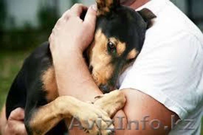 Умные и Надёжные - в ДОБРЫЕ руки (МБфондЗЖ "Переведи Взгляд")  - Изображение #4, Объявление #1507617