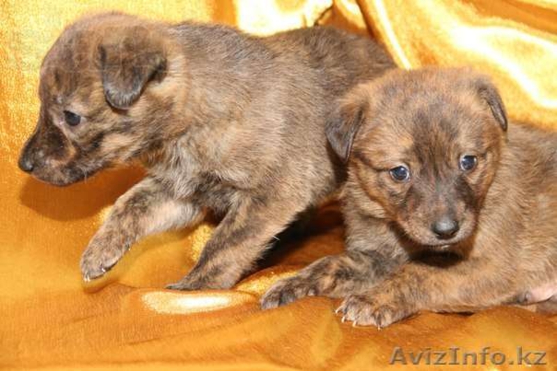 Умные и Надёжные - в ДОБРЫЕ руки (МБфондЗЖ "Переведи Взгляд")  - Изображение #3, Объявление #1507617