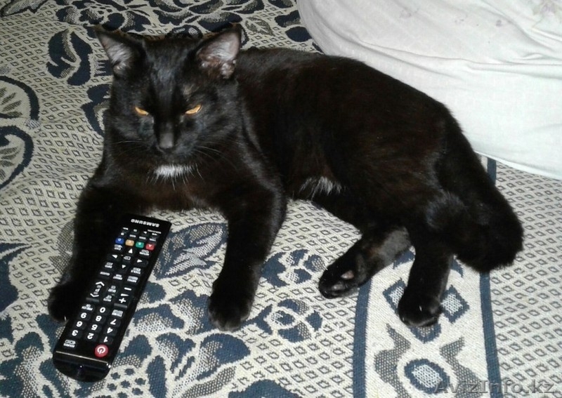 Кастрированные котики  ! - Изображение #1, Объявление #1543930