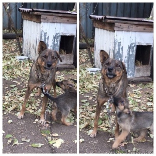 Взрослые собаки ищут дом  ! - Изображение #3, Объявление #1543927