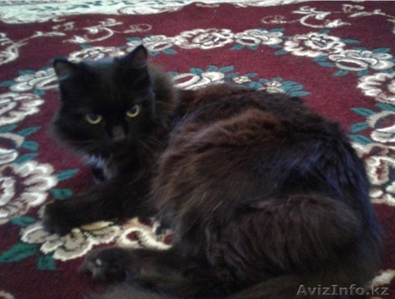 Кастрированные котики  ! - Изображение #2, Объявление #1543930
