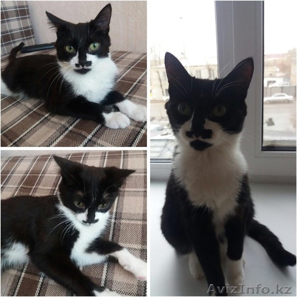 Кастрированные котики  ! - Изображение #3, Объявление #1543930