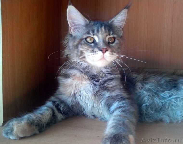 Продаются котята мейн кун - Изображение #3, Объявление #984761