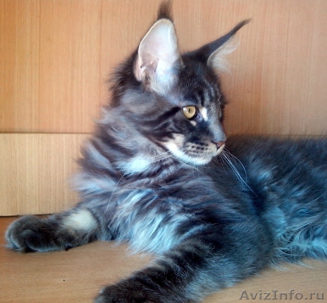 Продаются котята мейн кун - Изображение #2, Объявление #984761